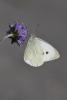 153533 – Photo : Thierry Madigou – France (35)
