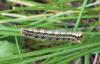 Euthrix potatoria