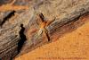 153580 – Photo : Bruno Gattolin – Égypte