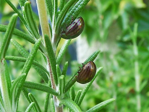 Brigitte Ulmer - Chrysolina (Taeniochrysea) americana - réf. 153740 (500 x 375 pixels, 91 ko)