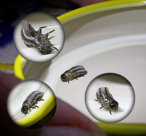 Brigitte Ulmer - Chrysolina (Taeniochrysea) americana - réf. 153676 (500 x 467 pixels, 96 ko)