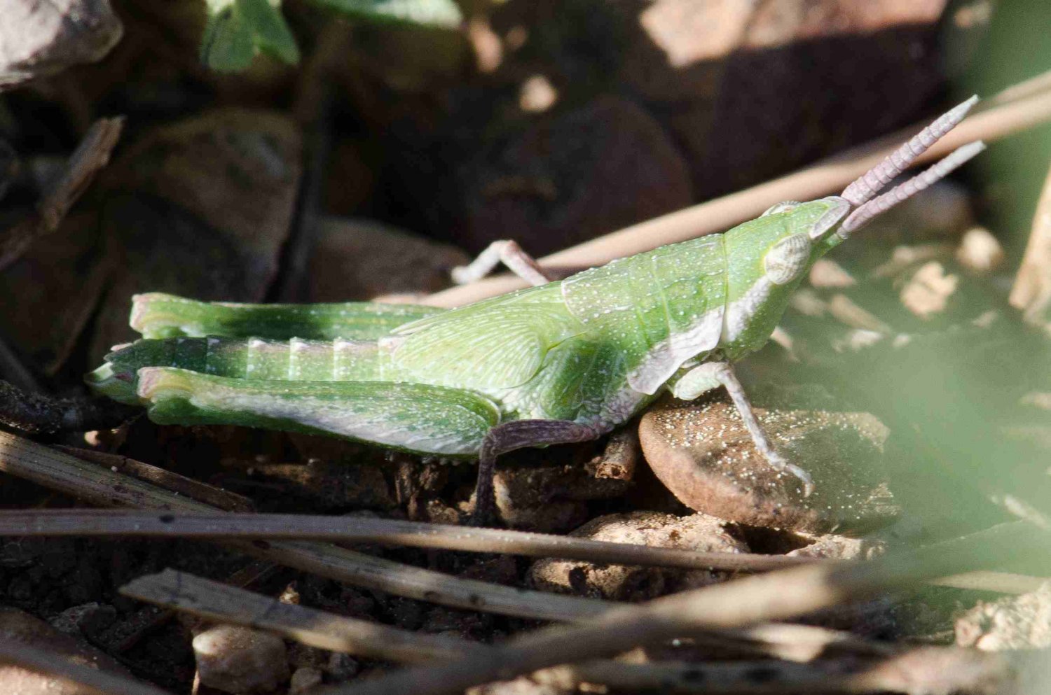 Réf. 153653 — INSECTA > Orthoptera > Pyrgomorphidae > Pyrgomorpha