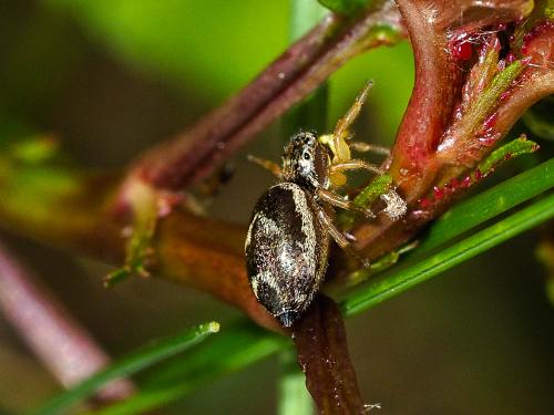 Heliophanus tribulosus