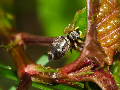Heliophanus tribulosus