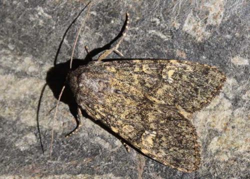 Réf. 154 985 : Apamea sp.