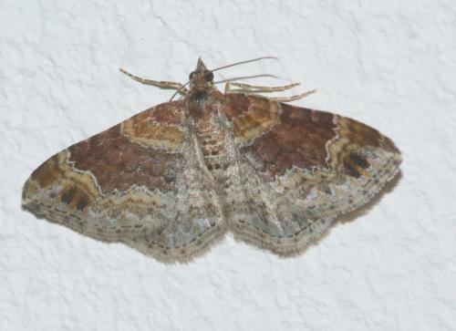 Réf. 154 302 : Xanthorhoe sp.