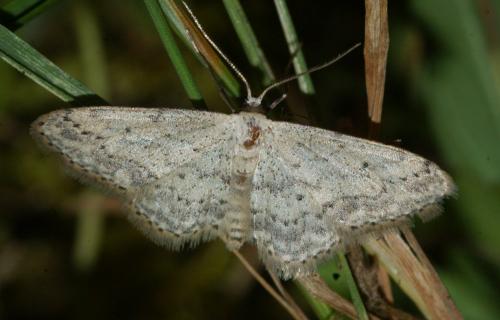 Réf. 154 212 : Idaea seriata