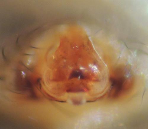 Tenuiphantes sp.