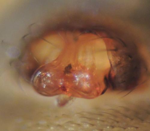 Tenuiphantes sp.