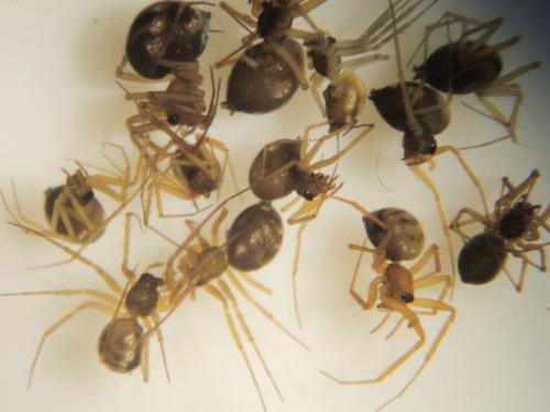 Réf. 154 233 : Tenuiphantes sp.