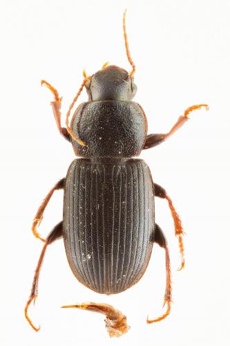 Ophonus cribricollis