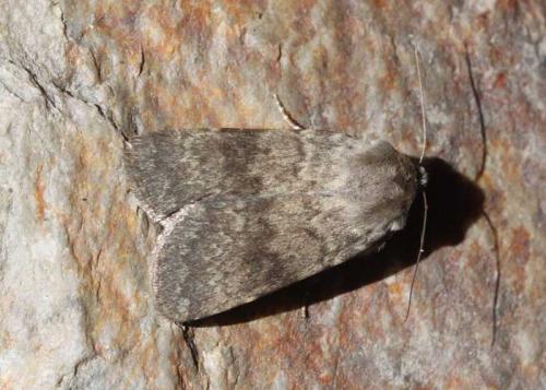 Standfussiana lucernea