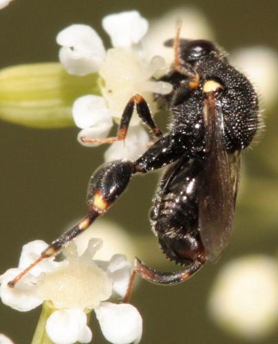 Brachymeria sp.