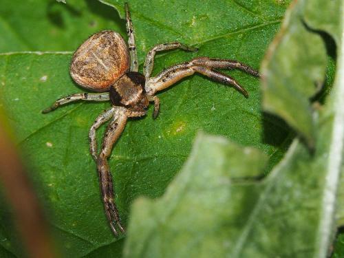 Xysticus sp.
