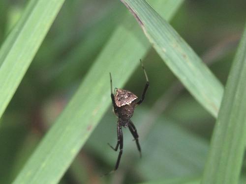 Episinus truncatus