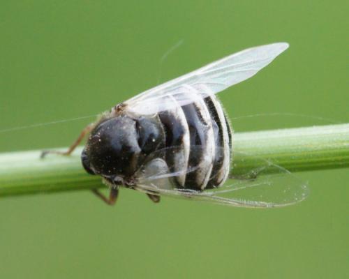 Réf. 154 767 : Ogcodes zonatus