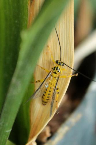 Xanthopimpla sp.