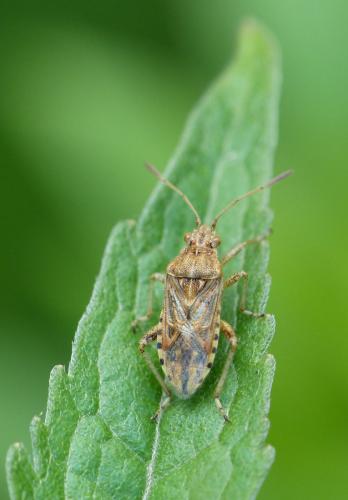 Réf. 154 536 : Stictopleurus sp.