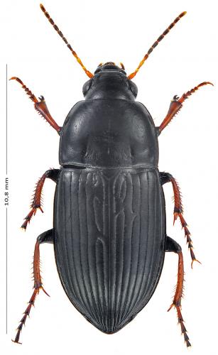 Amara fulvipes