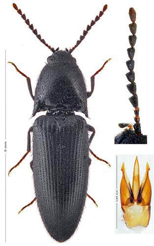 Ampedus nigerrimus