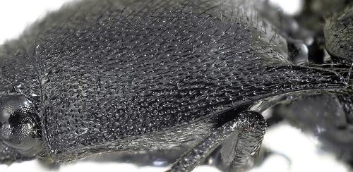 Ampedus nigerrimus