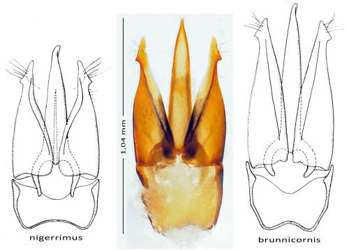 Ampedus nigerrimus