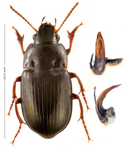 Amara ingenua