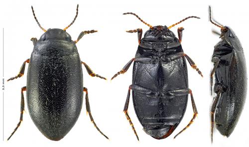 Hydroporus nigellus