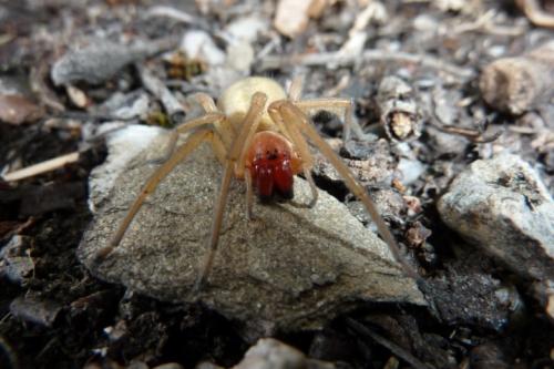 Cheiracanthium sp.
