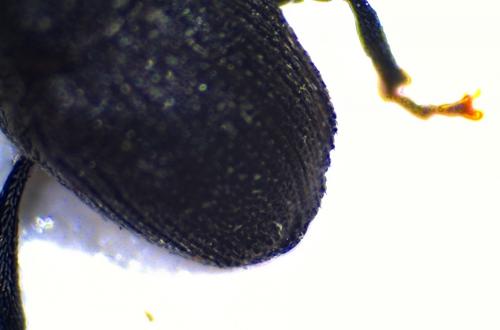 Réf. 154 055 : Ceutorhynchus sp.