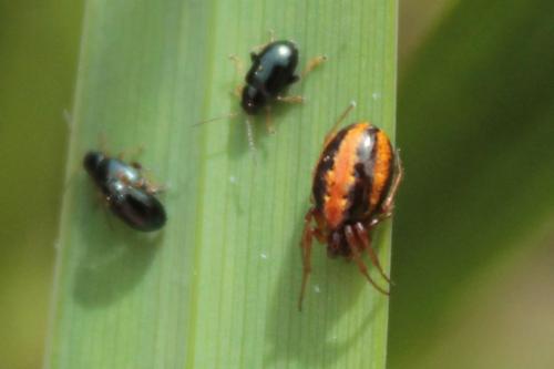 Hypsosinga heri