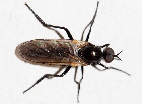 Rhamphomyia sp.