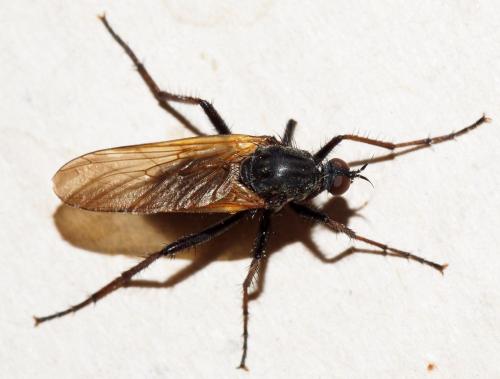 Empis tessellata