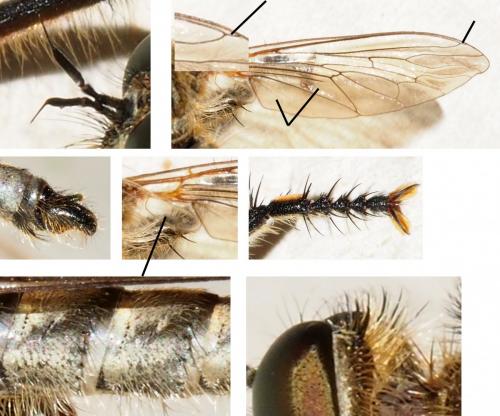 Machimus annulipes