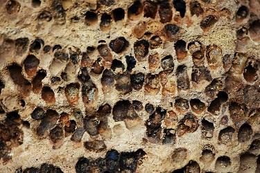 Réf. 154 254 : Megachile sicula