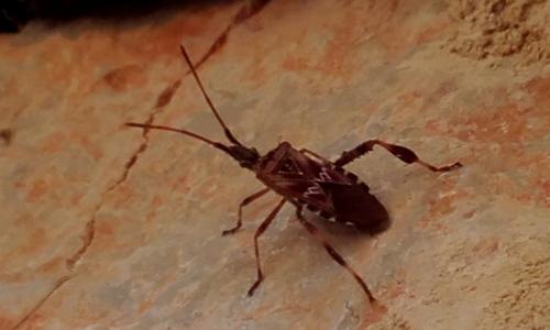 Leptoglossus occidentalis