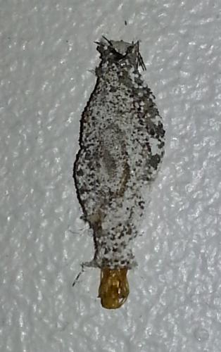 Réf. 154 988 : Phereoeca sp.