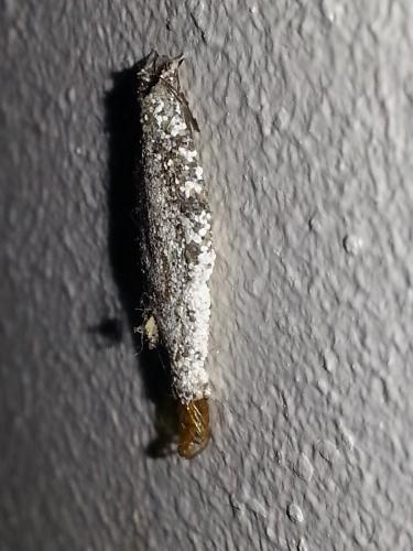 Réf. 154 989 : Phereoeca sp.
