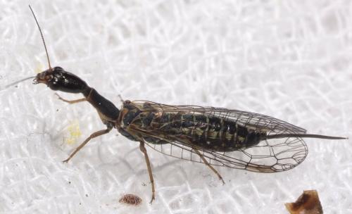 Réf. 154 703 : Subilla aliena