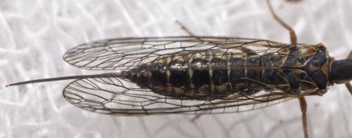 Réf. 154 704 : Subilla aliena