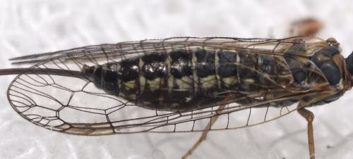 Réf. 154 706 : Subilla aliena