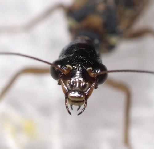 Réf. 154 707 : Subilla aliena
