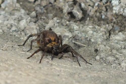 Alopecosa albofasciata
