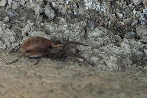 Alopecosa albofasciata
