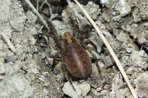 Alopecosa albofasciata