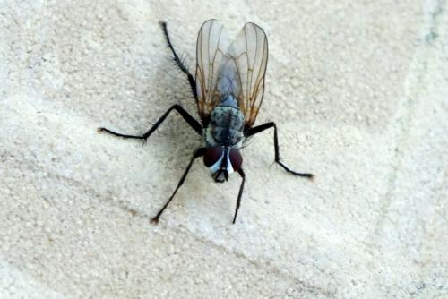 Réf. 154 789 : Eustalomyia sp.
