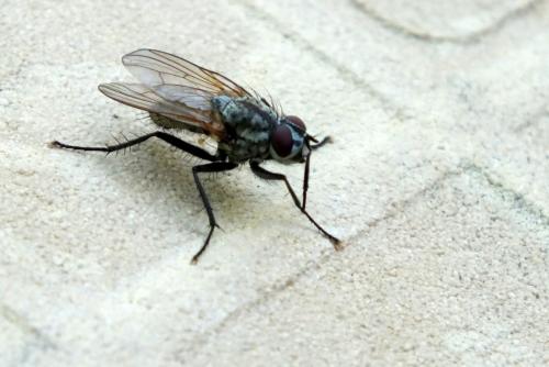 Réf. 154 787 : Eustalomyia sp.