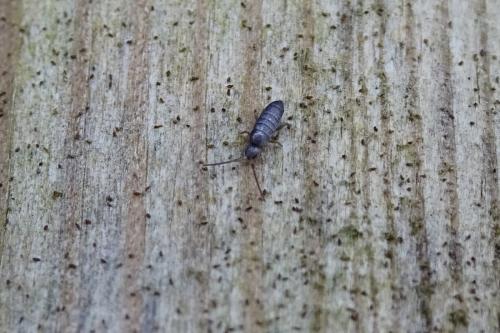 Tomocerus minor