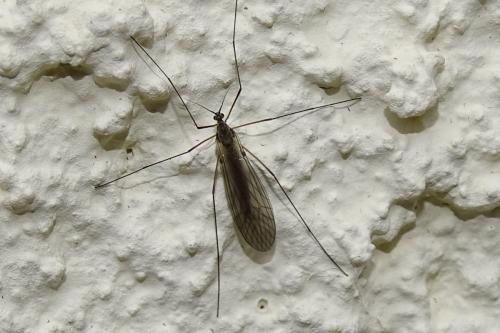 Trichocera sp.