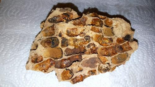 Réf. 154 450 : Megachile sicula